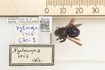 Media type: image;   Entomology 810666 Aspect: labels